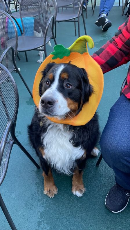 Howl o ween cruise 2